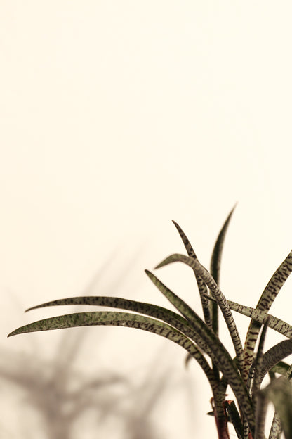 Ledebouria Socialis