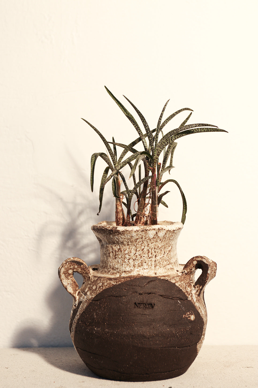 Ledebouria Socialis