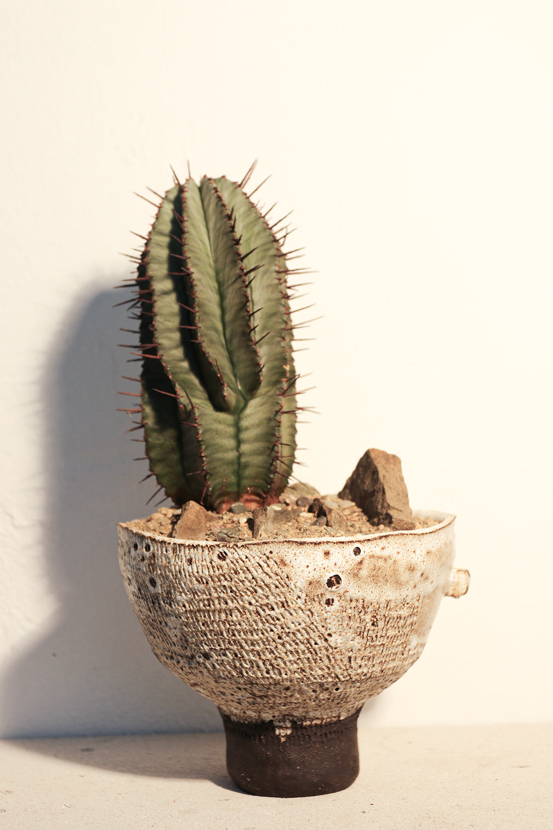 Euphorbia Horrida Rock Garden