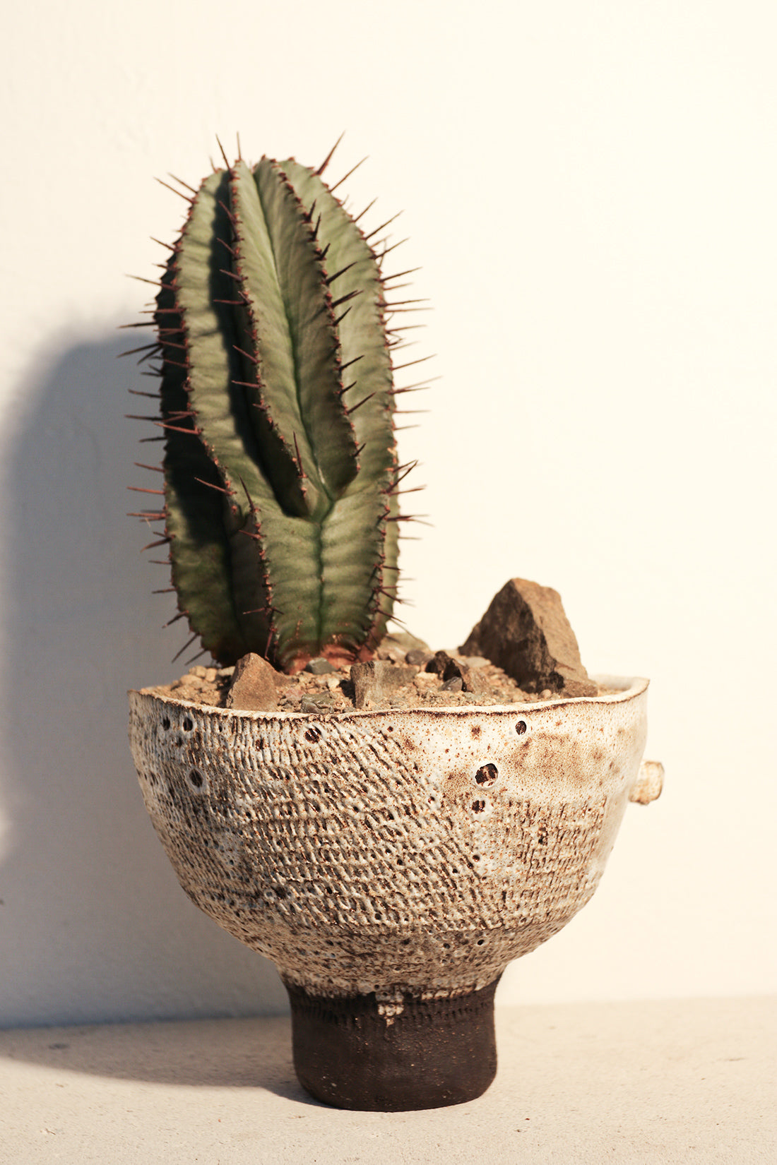 Euphorbia Horrida Rock Garden