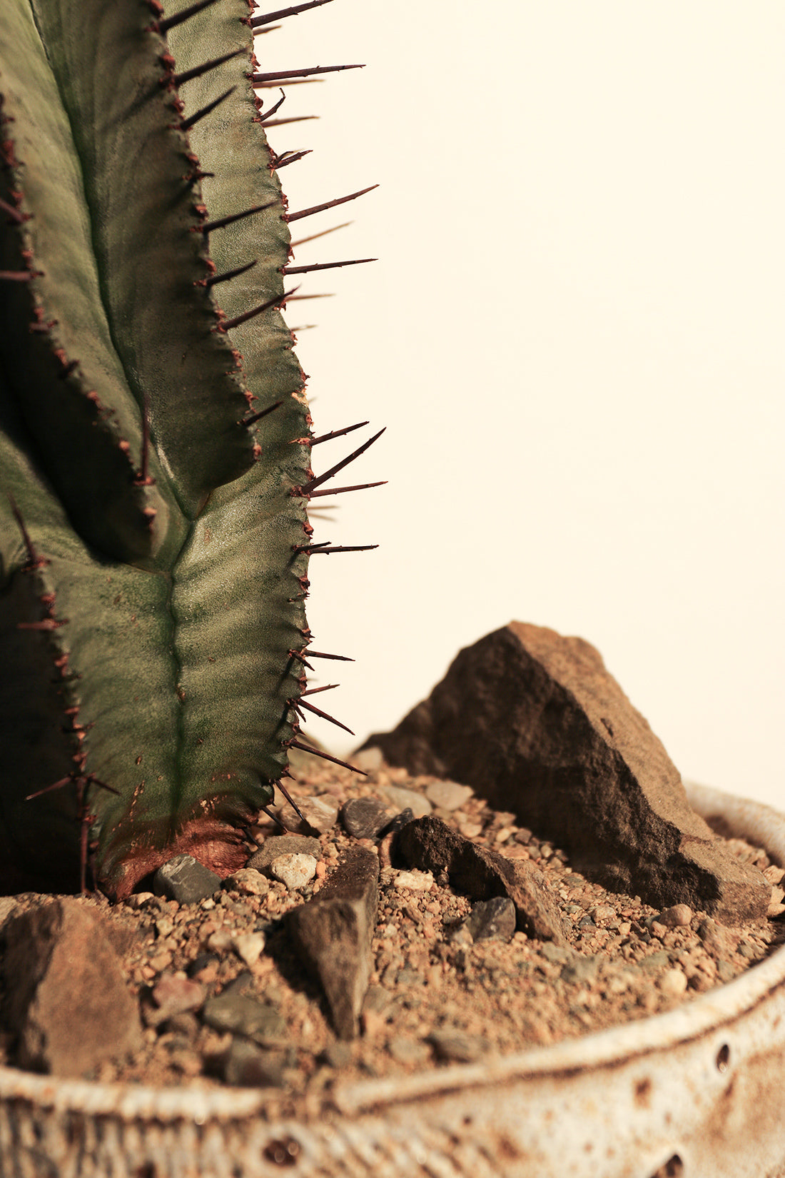 Euphorbia Horrida Rock Garden