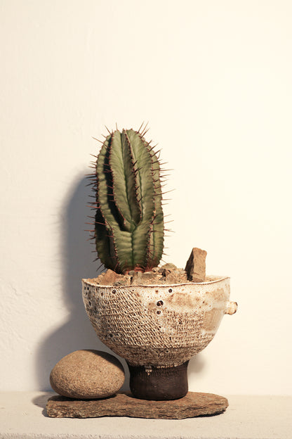 Euphorbia Horrida Rock Garden