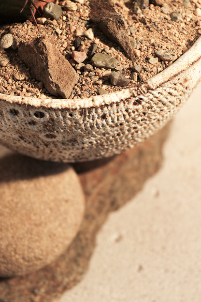 Euphorbia Horrida Rock Garden
