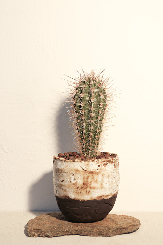 Pachycereus Pringlei