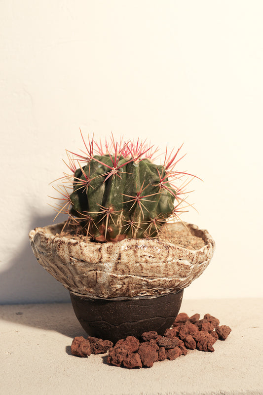 Ferocactus Pilosus