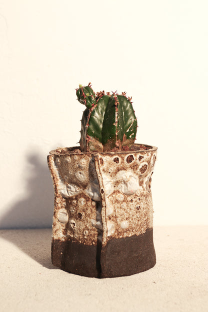 Euphorbia Handiensis