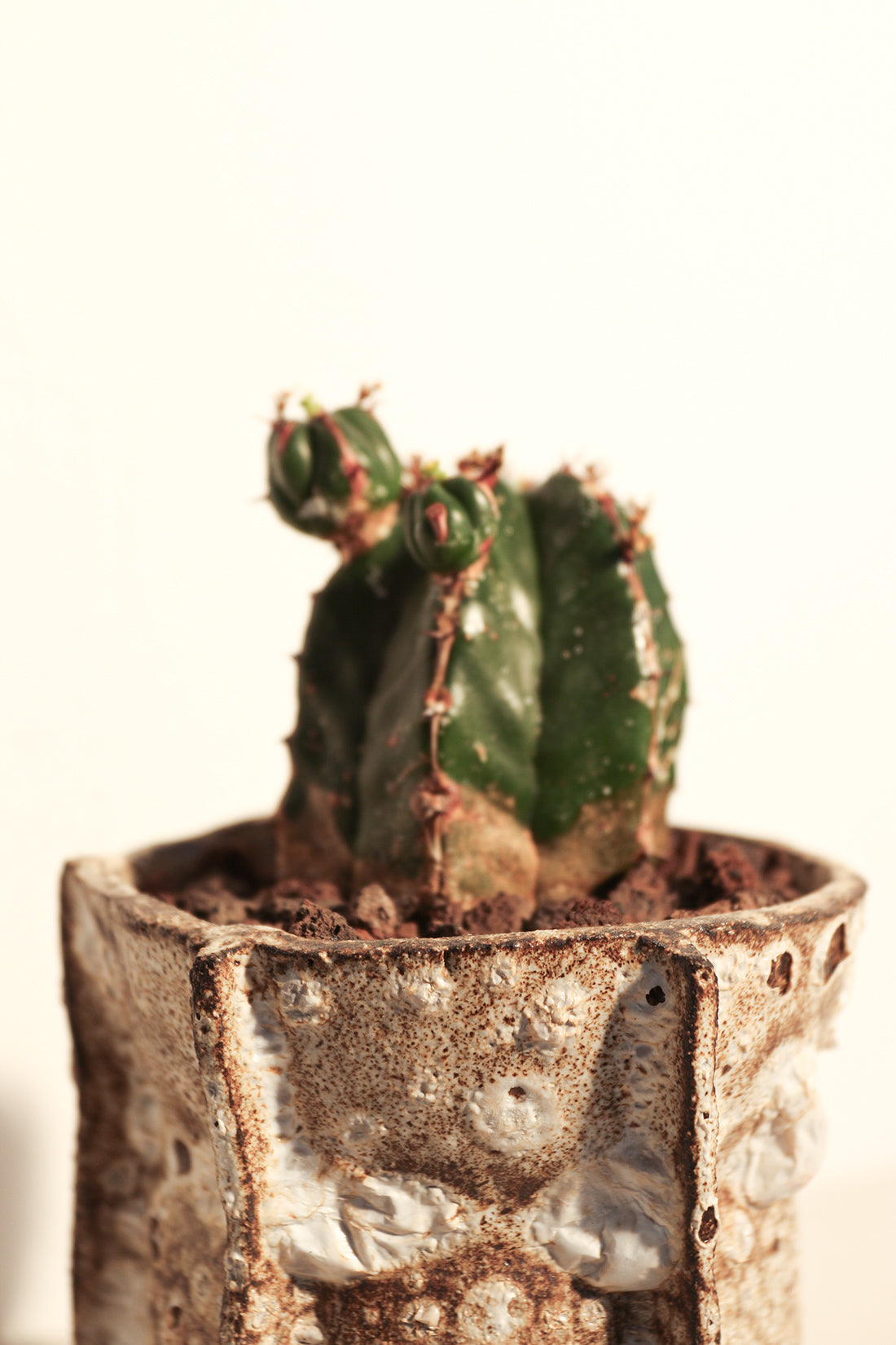Euphorbia Handiensis