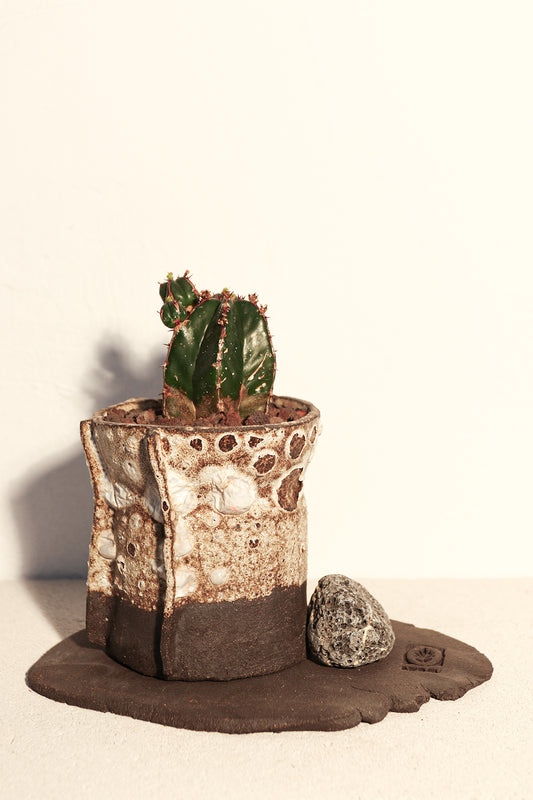 Euphorbia Handiensis