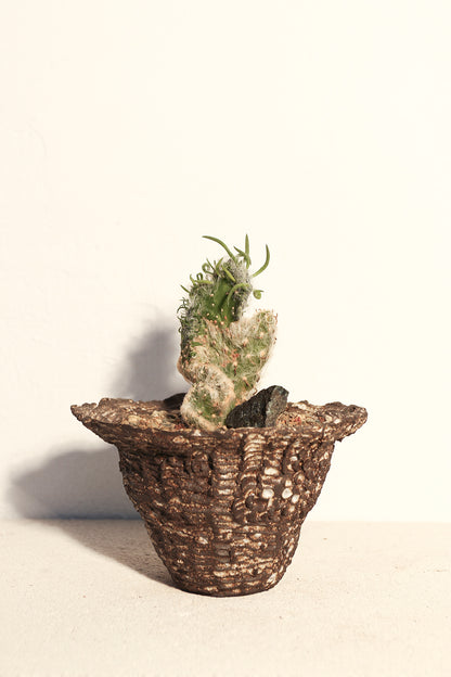 Opuntia Vestita Cristata