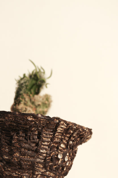 Opuntia Vestita Cristata