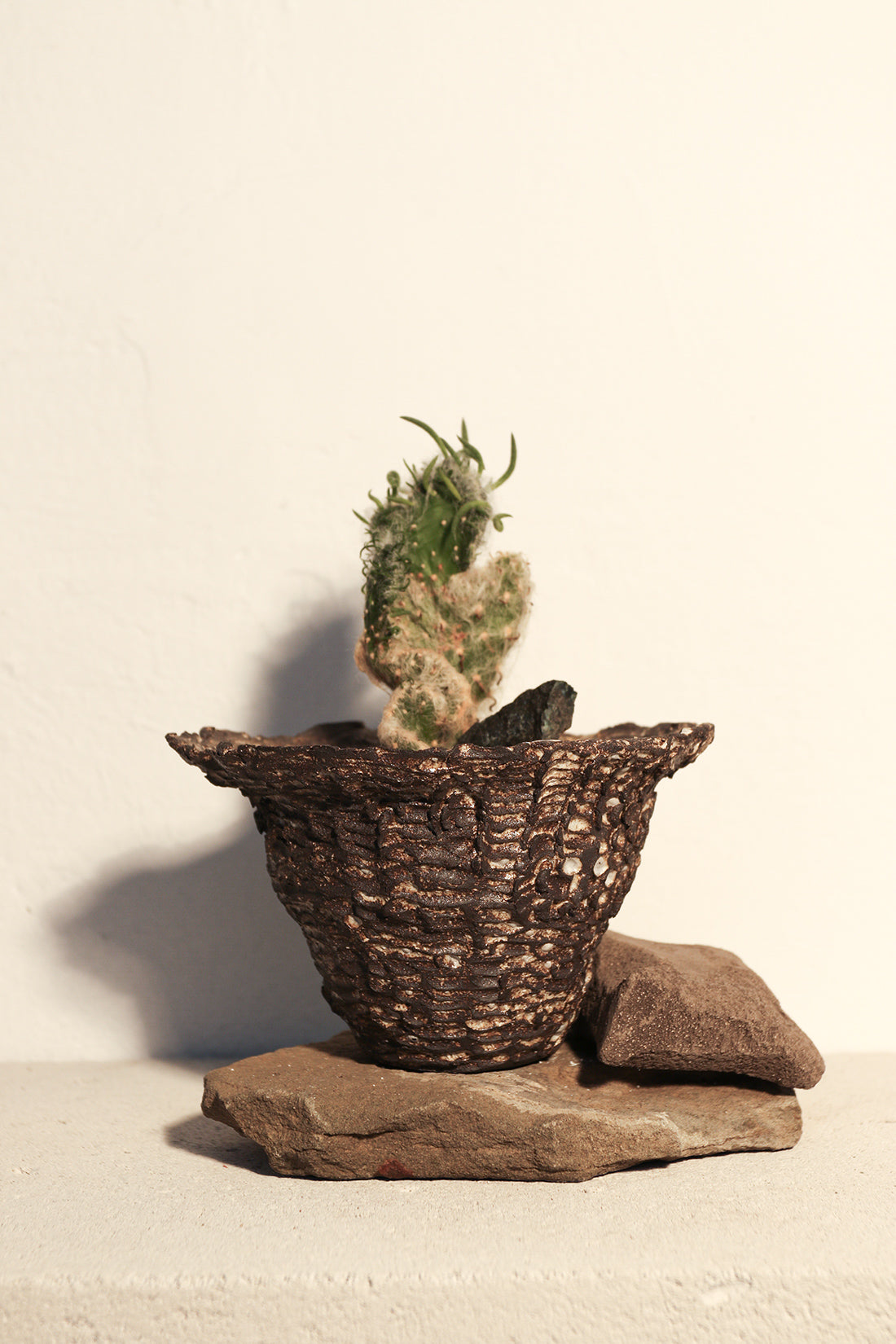 Opuntia Vestita Cristata