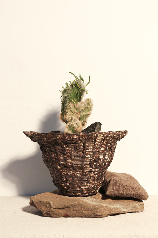 Opuntia Vestita Cristata