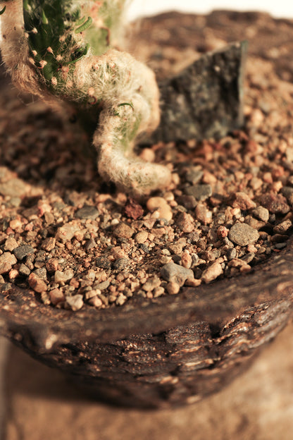 Opuntia Vestita Cristata