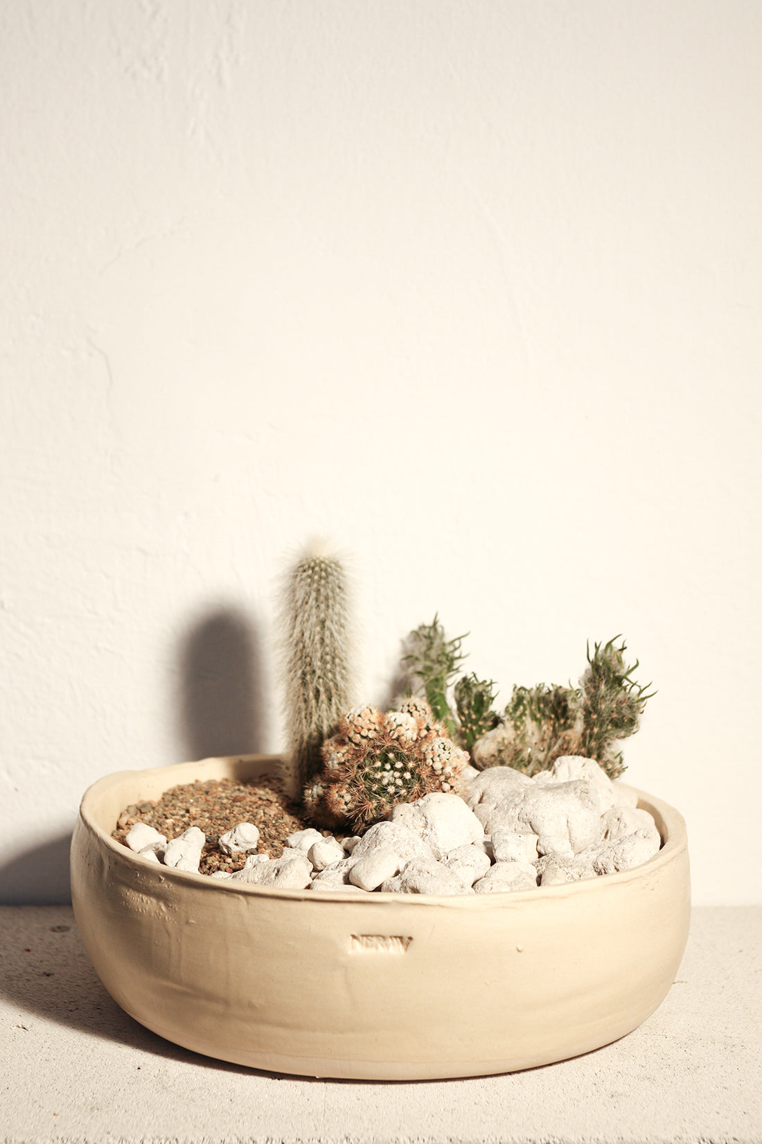succulents with white rocks White Rock Garden