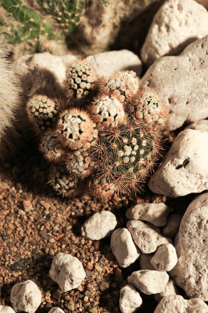 White Rock Garden