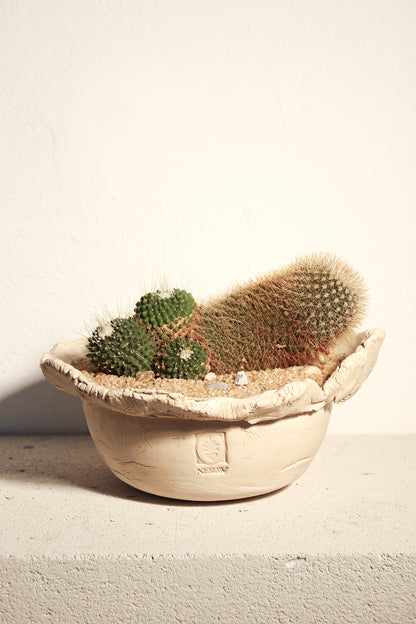 Mammillaria Spinosissima Un Pico