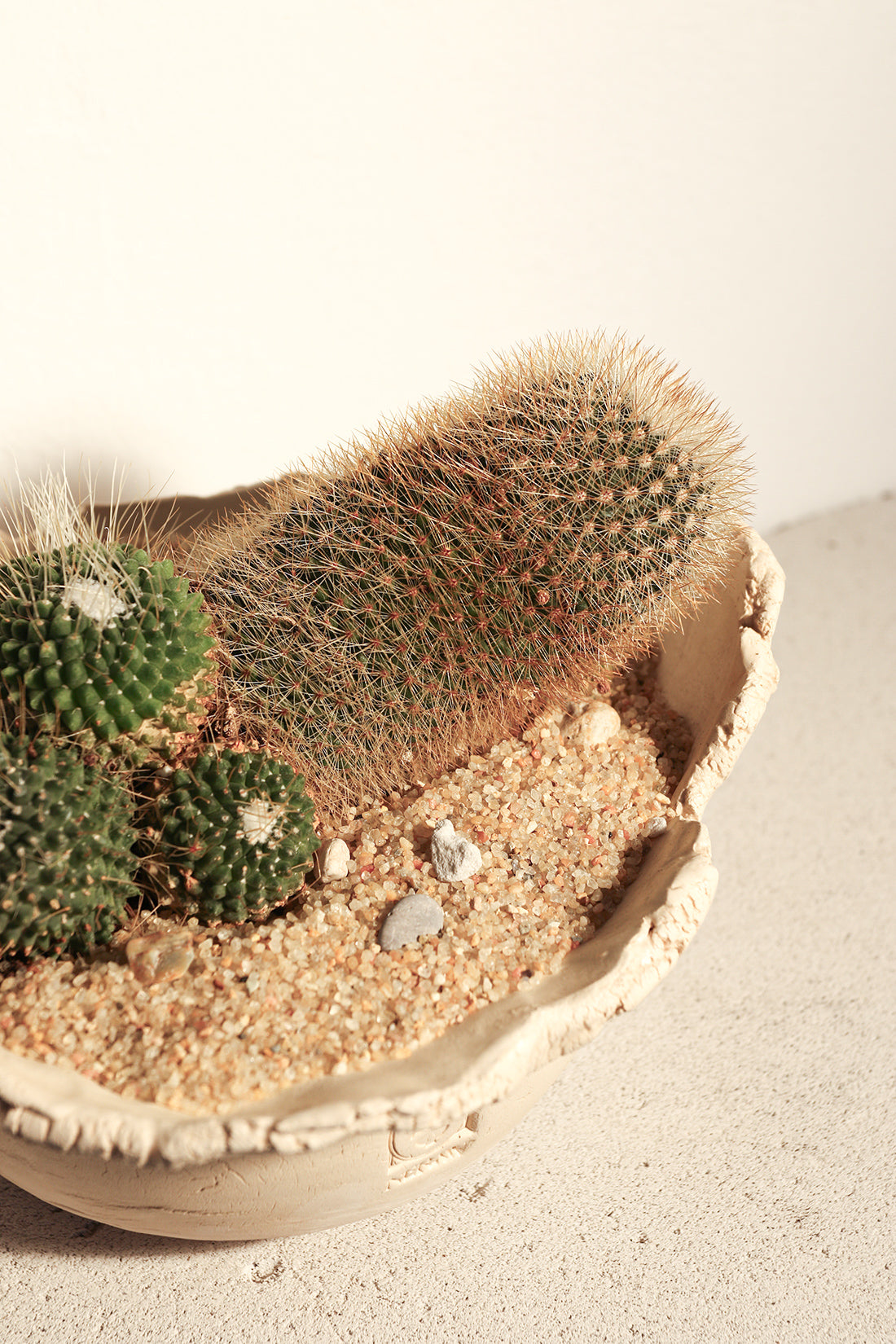 Mammillaria Spinosissima Un Pico