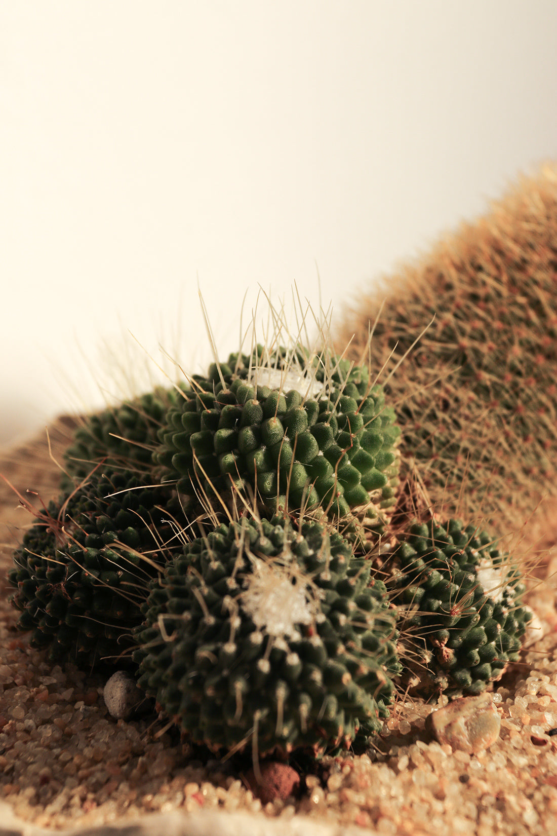 Mammillaria Spinosissima Un Pico