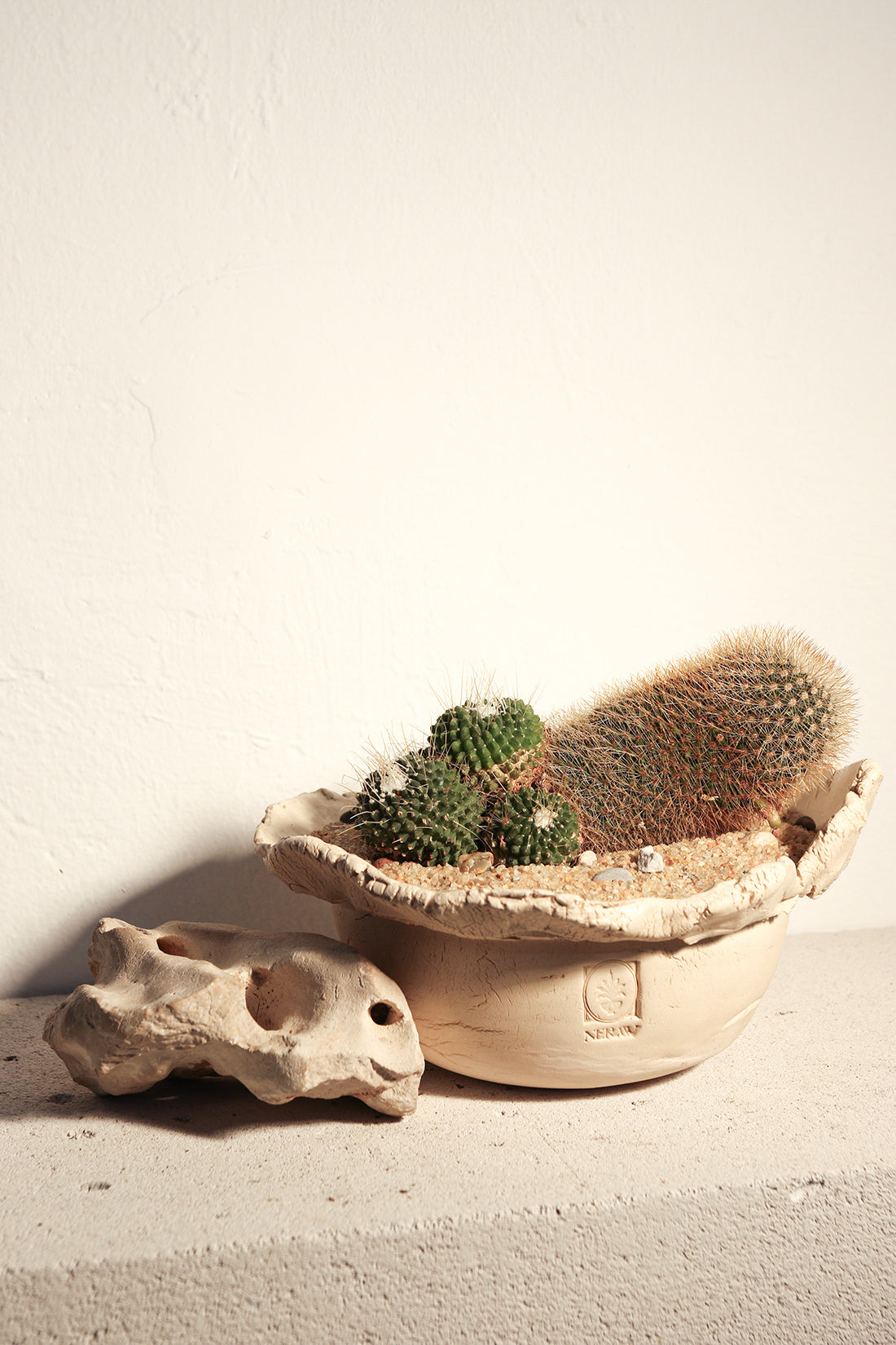 Mammillaria Spinosissima Un Pico