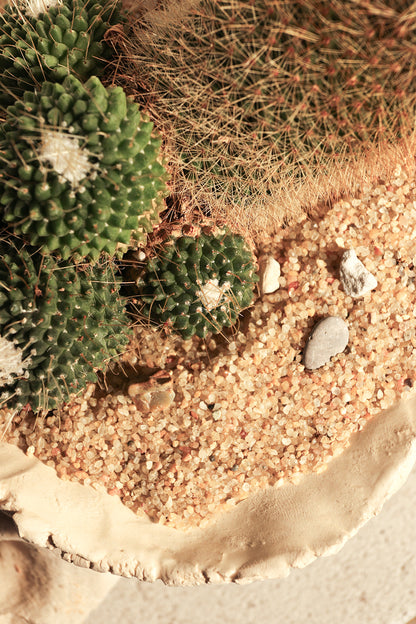 Mammillaria Spinosissima Un Pico