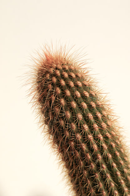 Pilosocereus Chrysostele
