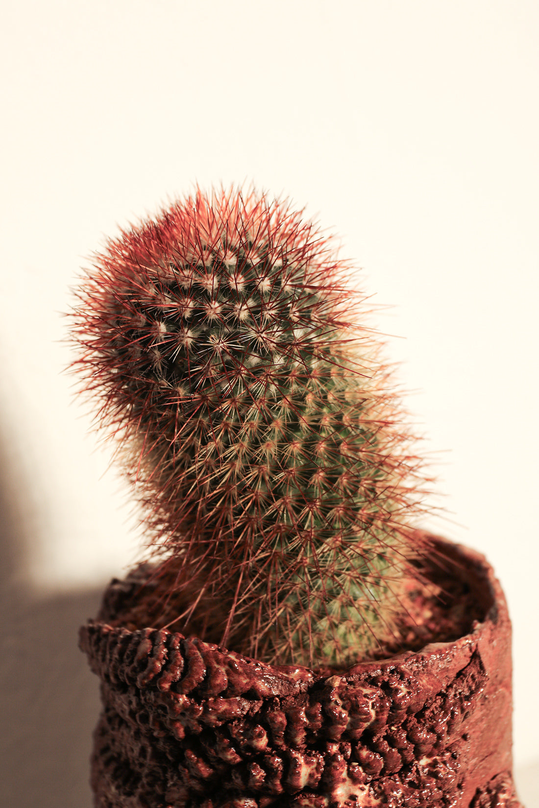 Mammillaria Red Spinosissima Long