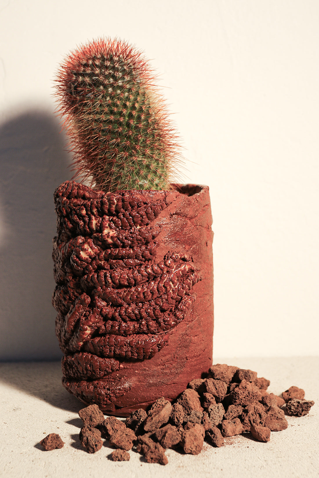 Mammillaria Red Spinosissima Long
