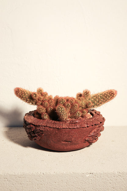 Mammillaria Elongata Red