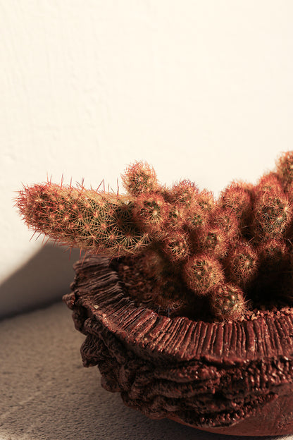 Mammillaria Elongata Red