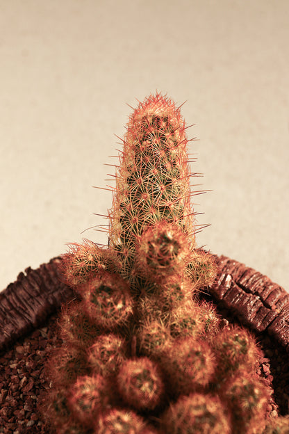 Mammillaria Elongata Red