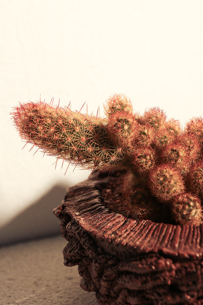 Mammillaria Elongata Red