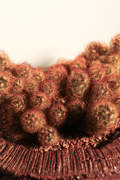 Mammillaria Elongata Red
