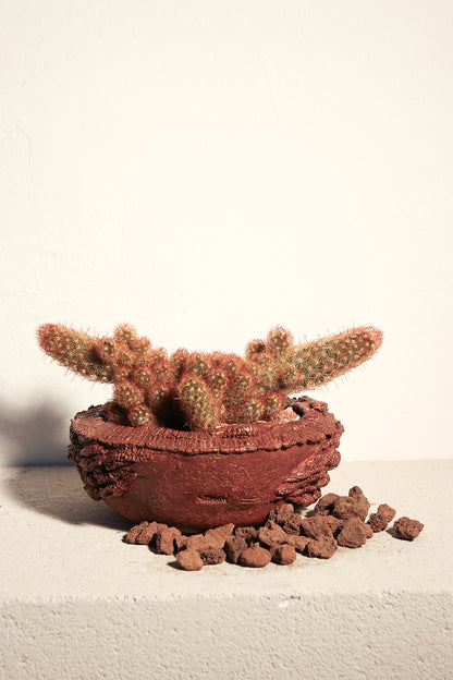 Mammillaria Elongata Red