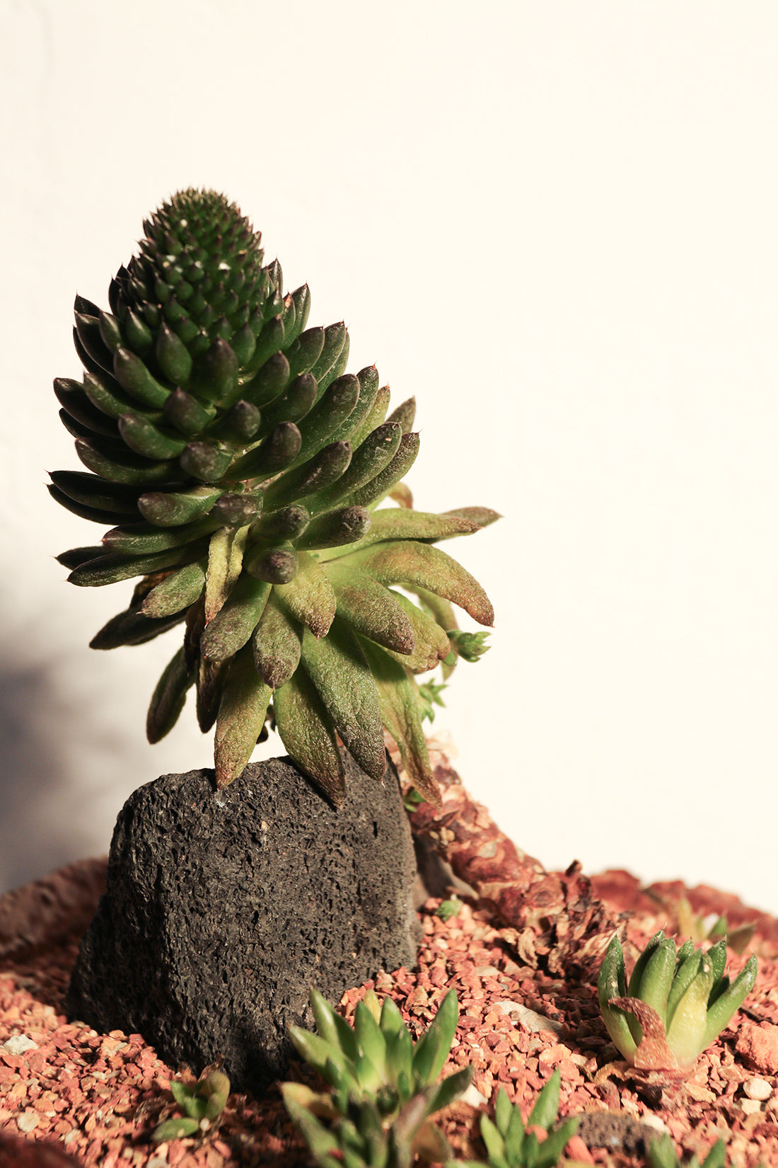 yunnanensis succulent Sinocrassula Yunnanensis