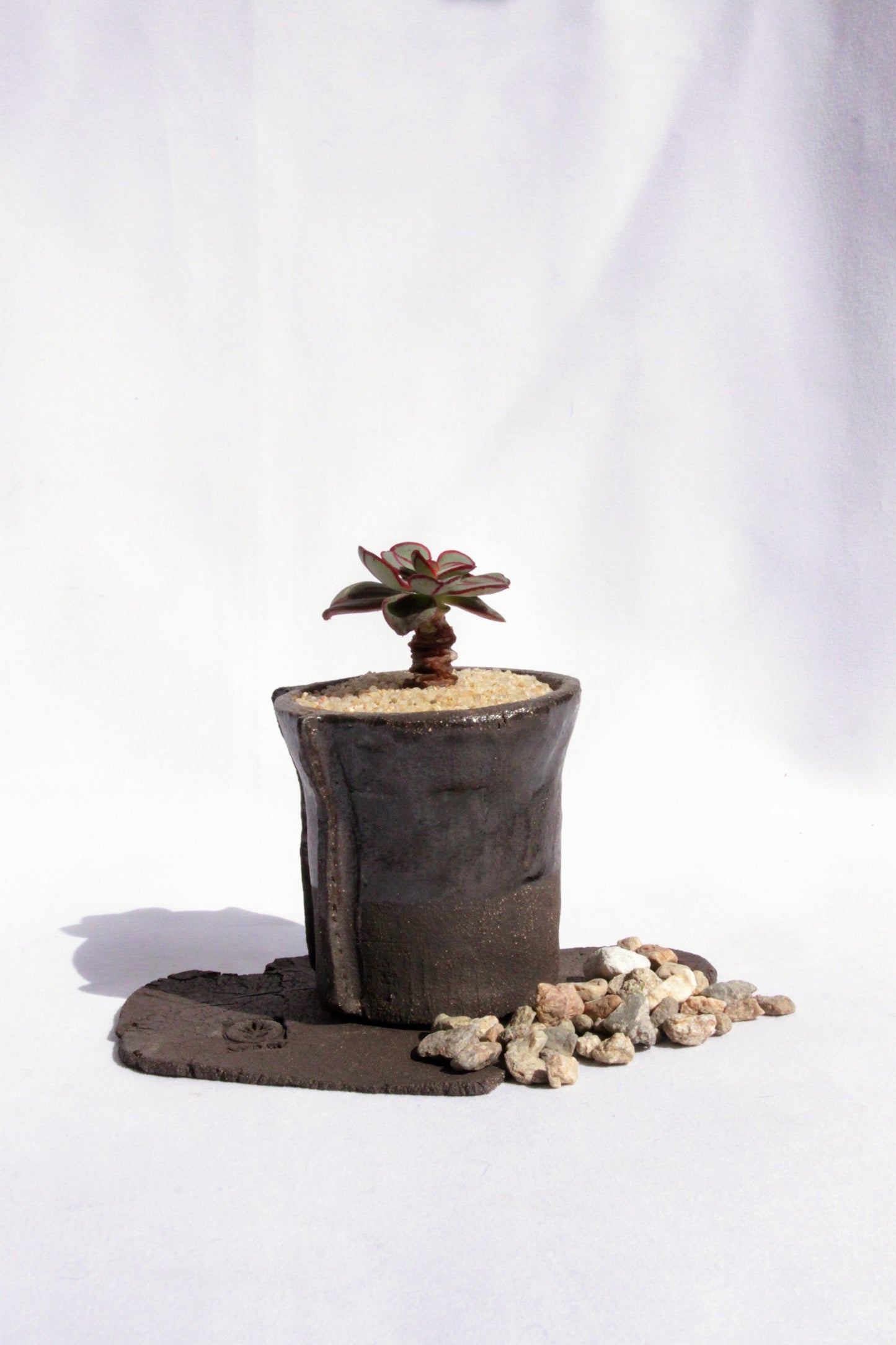 Echeveria Nodulosa