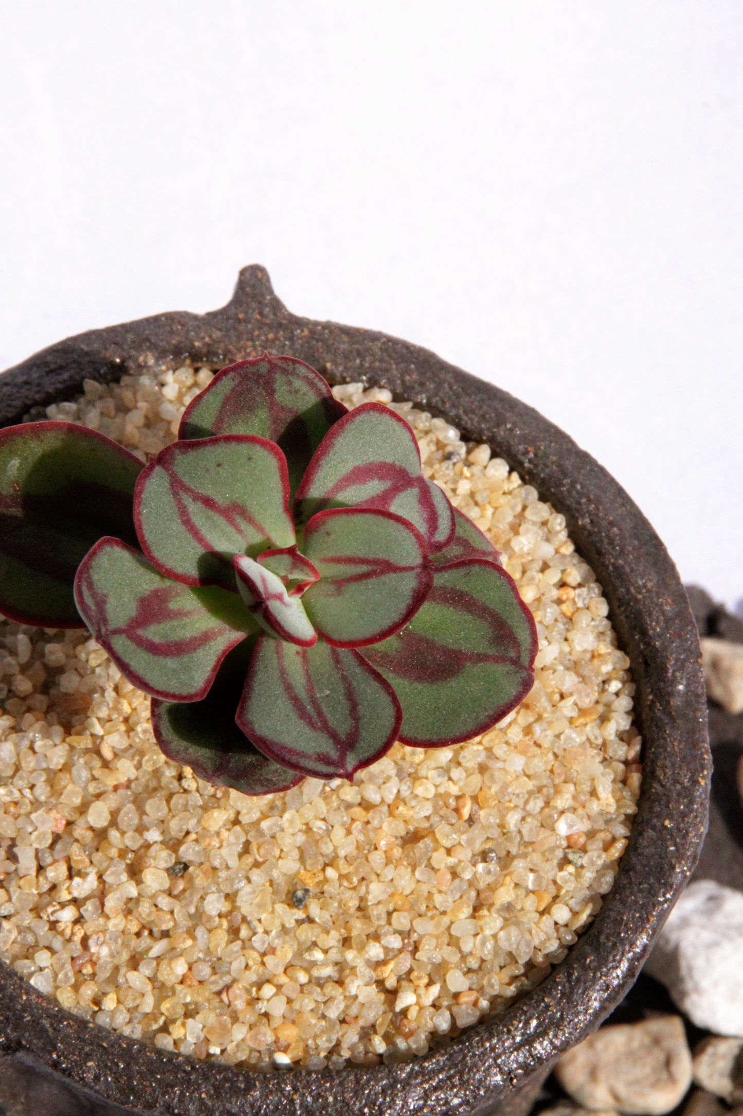 Echeveria Nodulosa