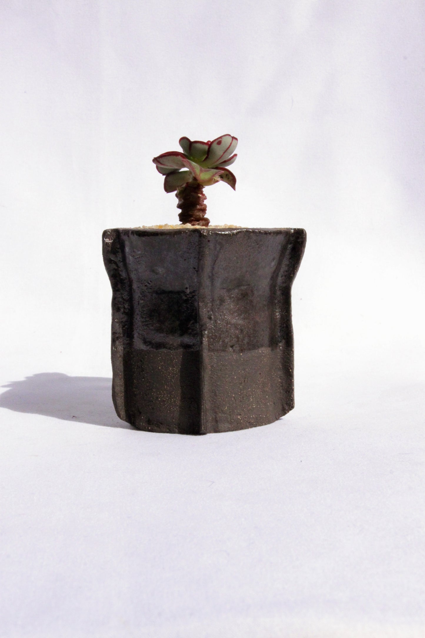 Echeveria Nodulosa