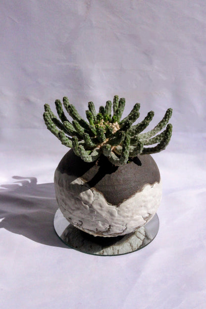 Euphorbia Inermis