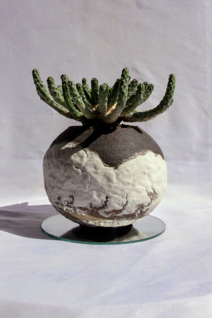 Euphorbia Inermis