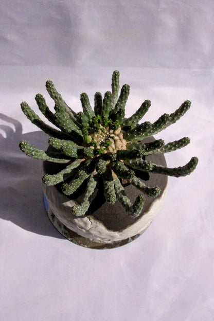 Euphorbia Inermis