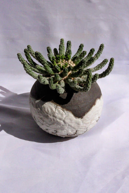 Euphorbia Inermis