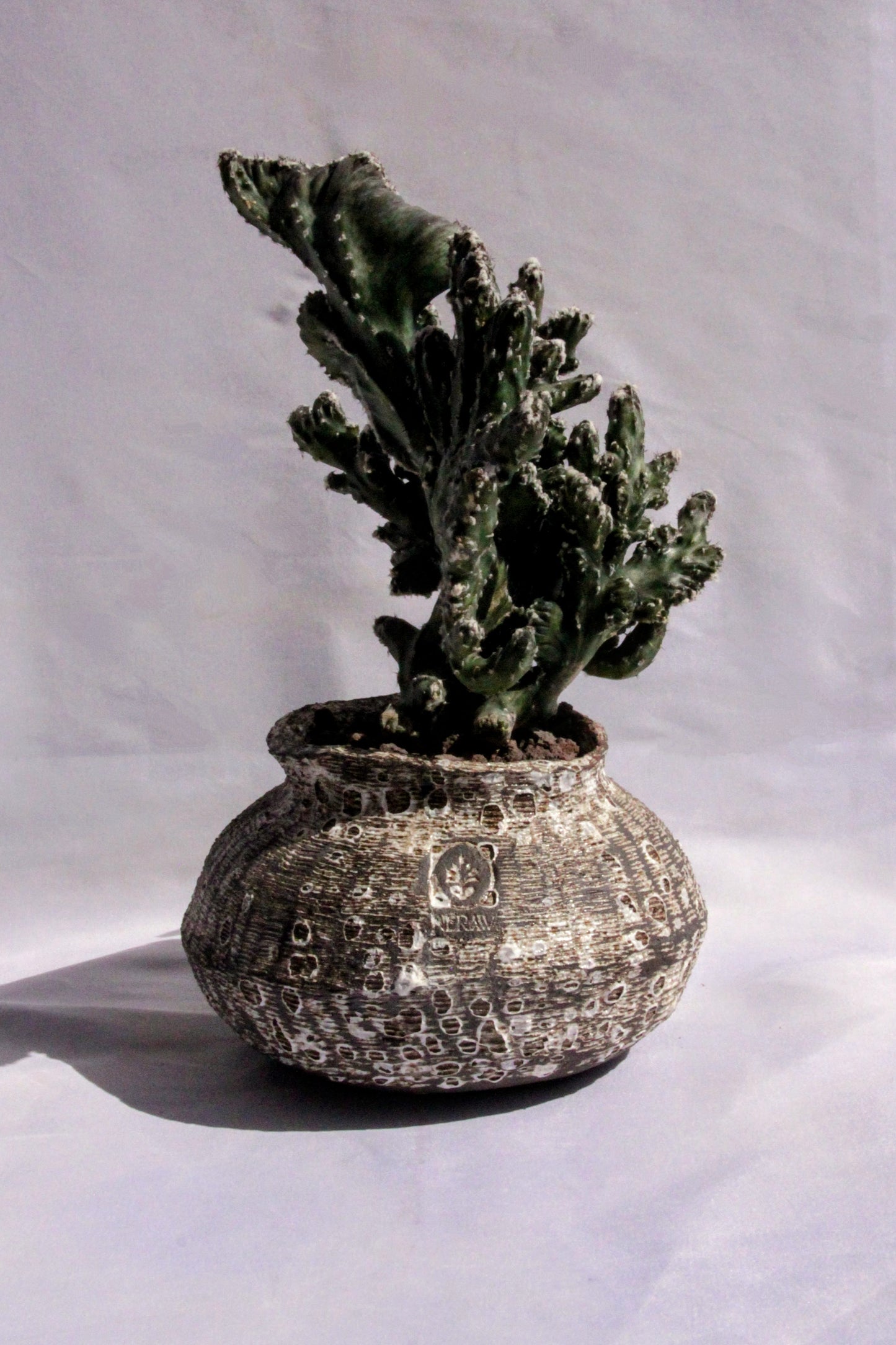 Monvillea Spegazzinii Cristata
