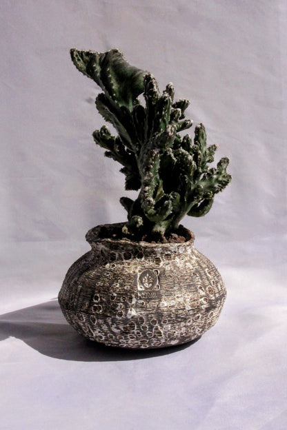 Monvillea Spegazzinii Cristata