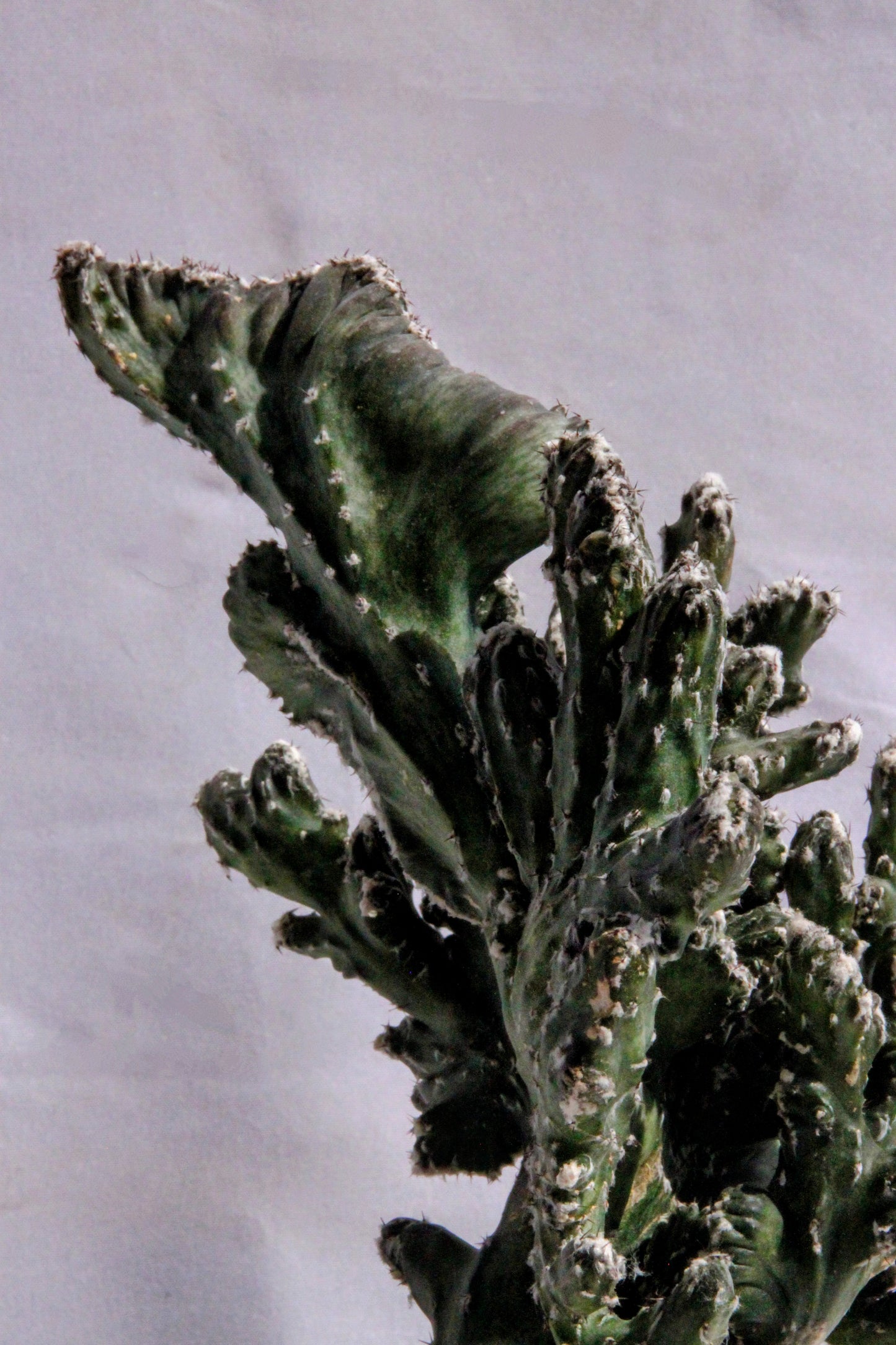 Monvillea Spegazzinii Cristata