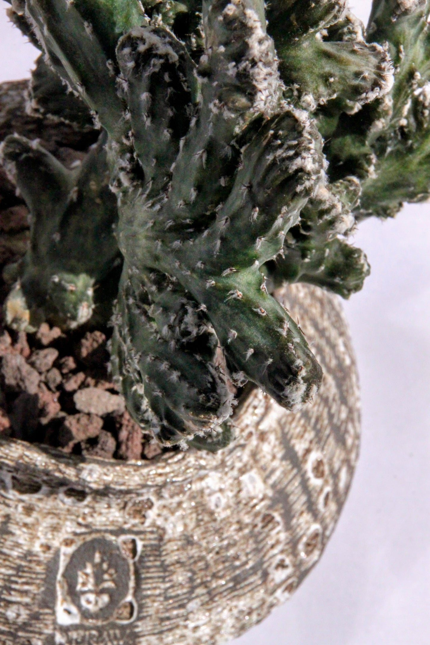 Monvillea Spegazzinii Cristata