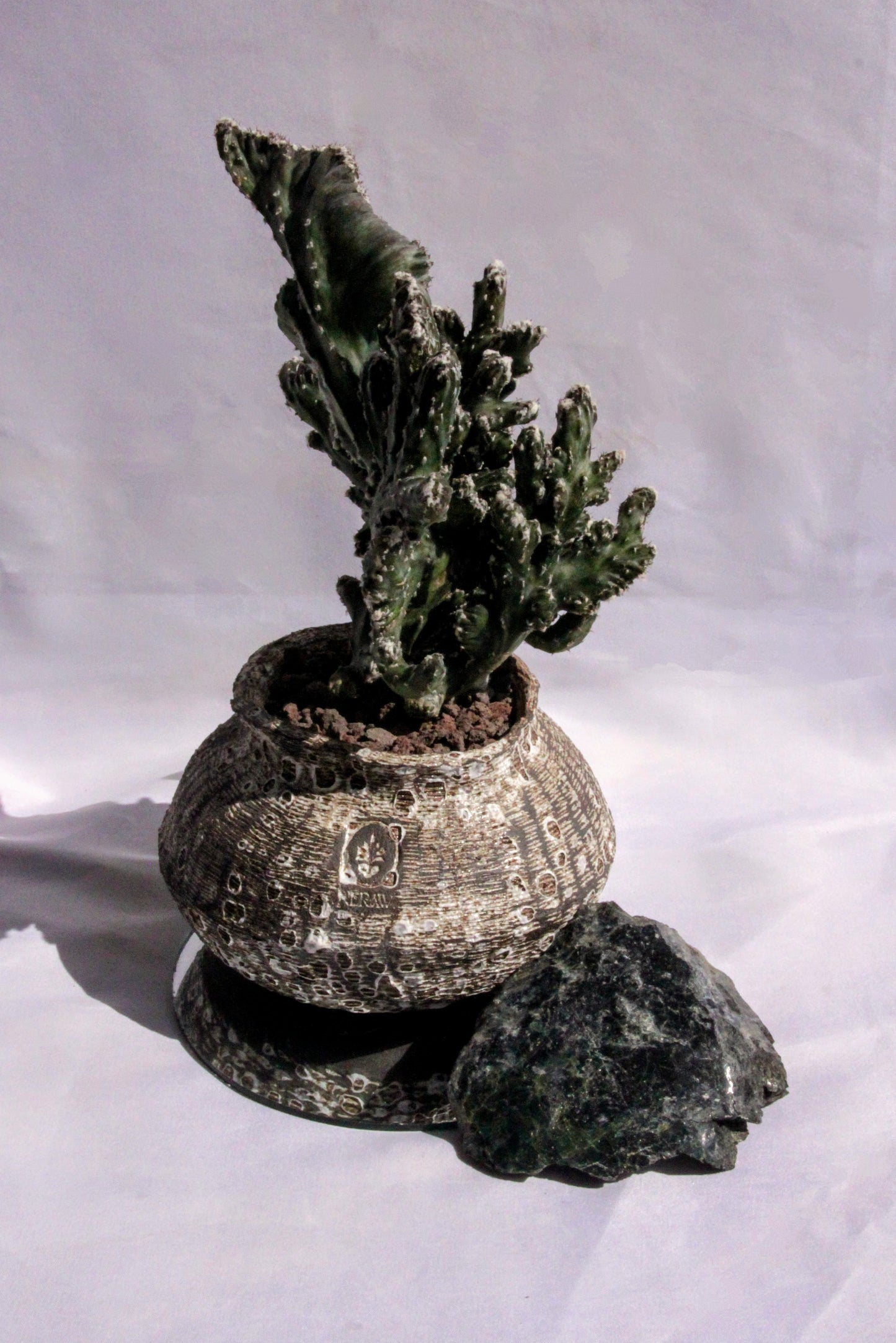 Monvillea Spegazzinii Cristata