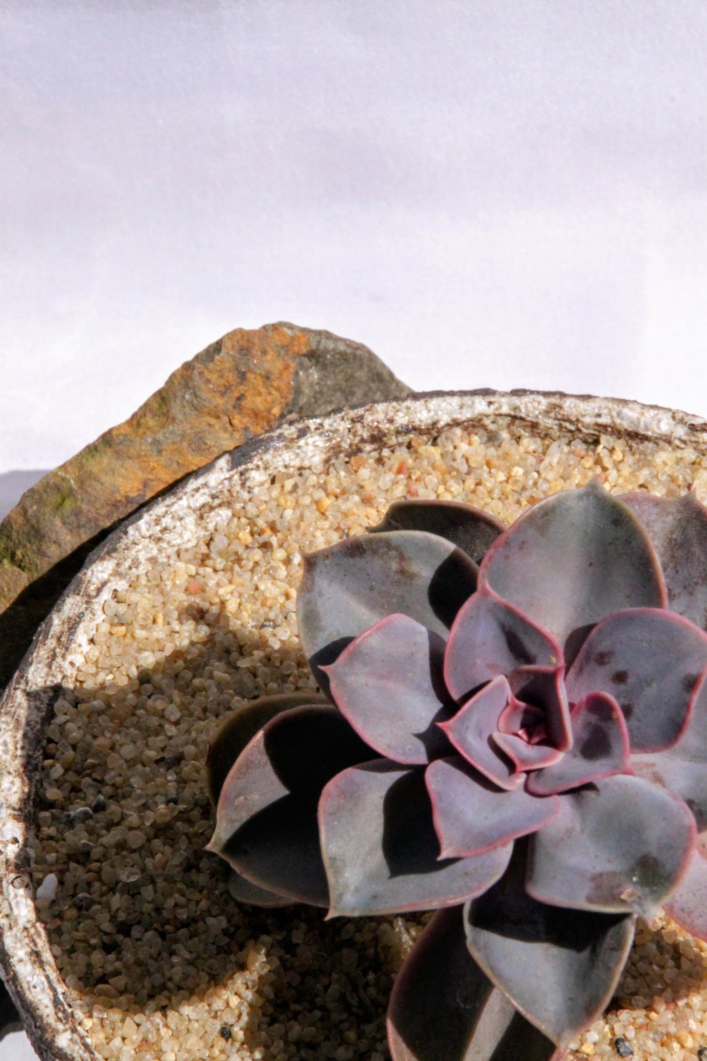 Echeveria Purple Pearl