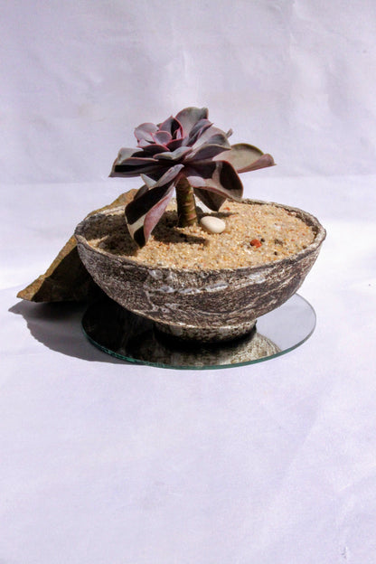 Echeveria Purple Pearl