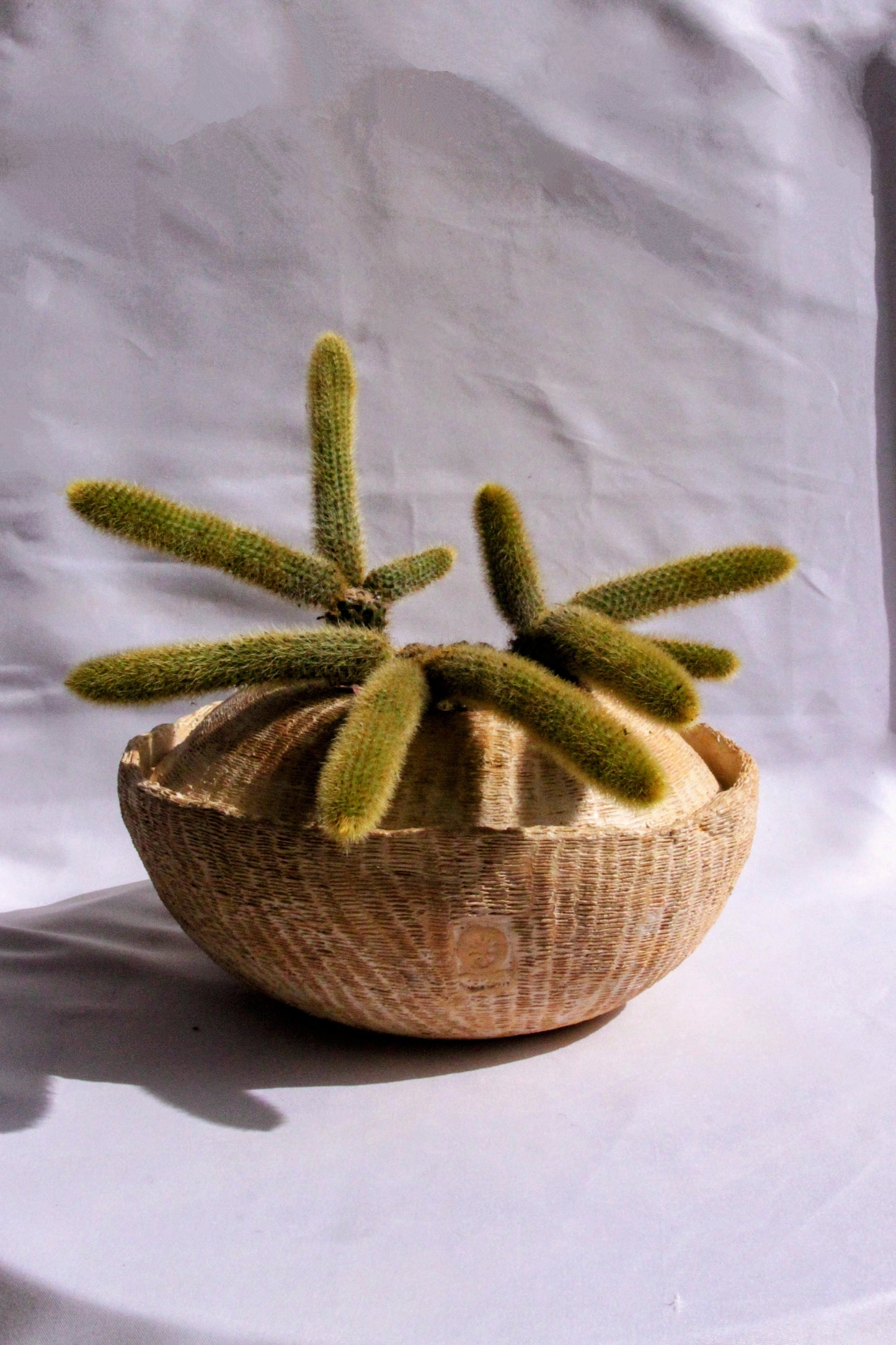 Cleistocactus Winteri