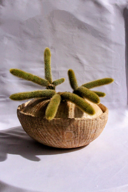 Cleistocactus Winteri